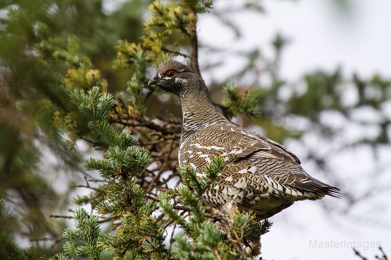 _MG_7576c.jpg - Spruce Grouse (Falcipennis canadensis)